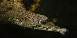 ZOO Ostrava - African Slender-snouted Crocodile