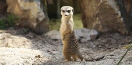 Pionyrska dolina ZOO sarajevo Suricata