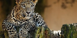 Zoo Ostrava Levhart Cejlonský