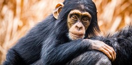 ZOO Ostrava - Šimpanz Hornoguinejský