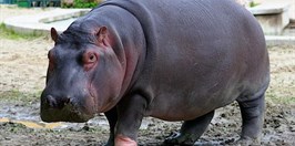 Zoo Ostrava - Hroch Obojživelný