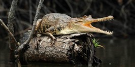 Zoo ostrava - Krokodýl Štítnatý